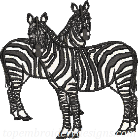 zebra horse