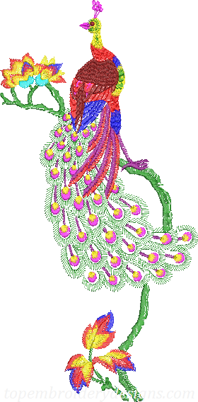 Peacock