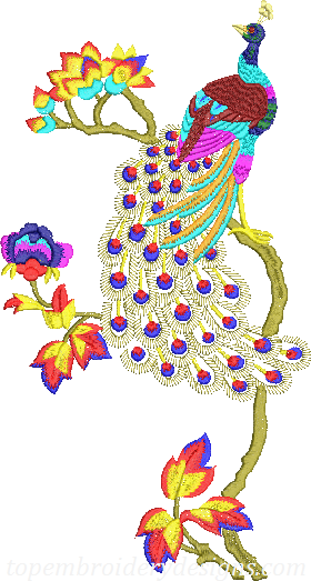 Peacock