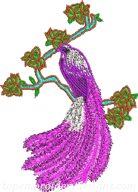 Peacock